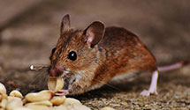 24 Hour & Emergency Exterminators in South Strafford, VT